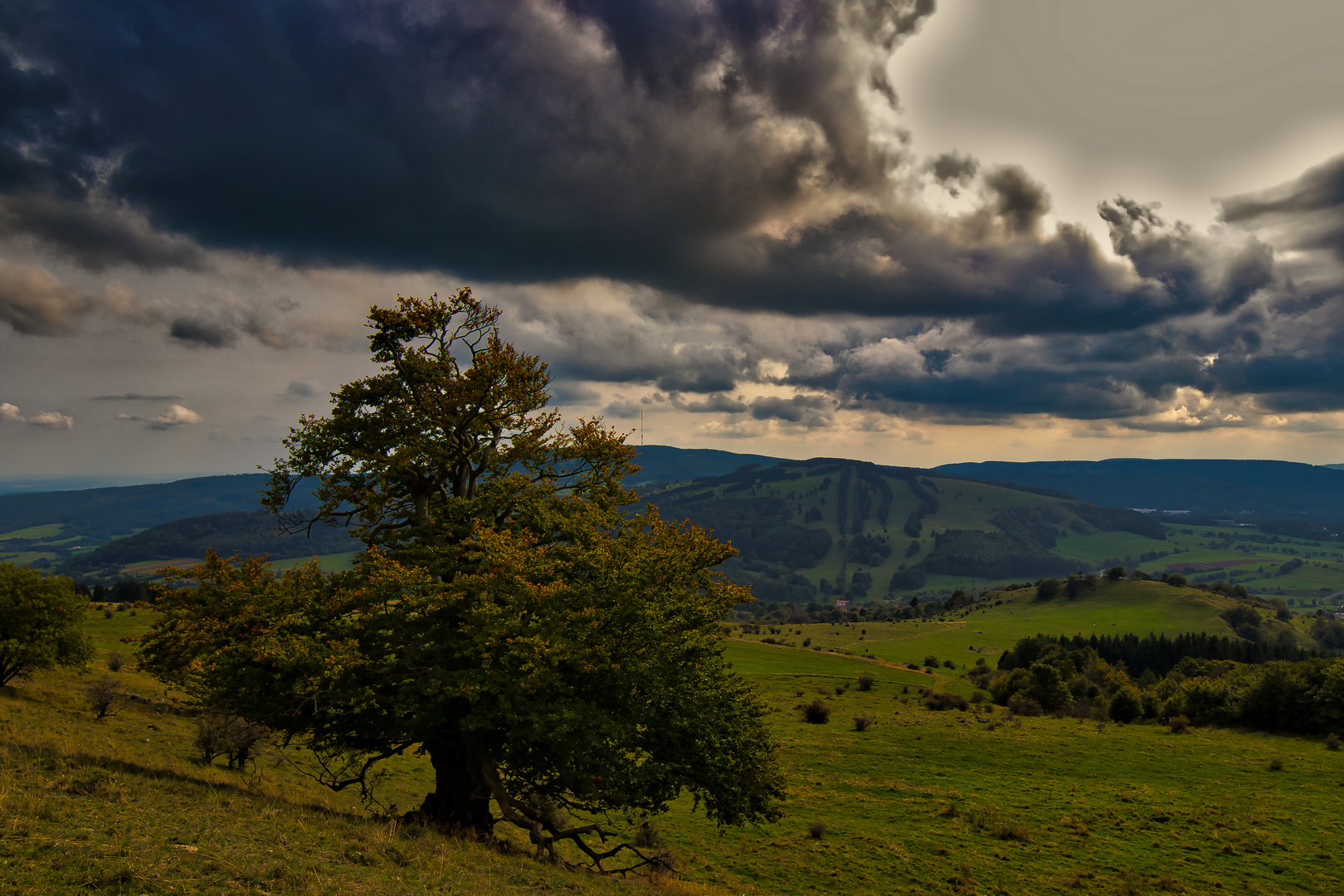 Rhöner Hutebuche