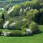 Rhön:Frühling