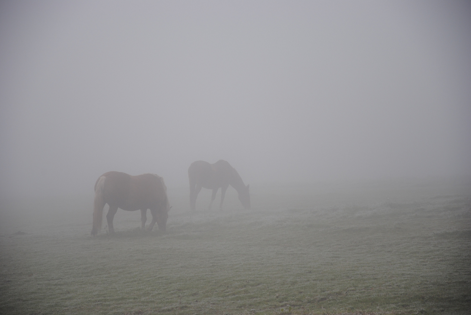 Rhönnebel