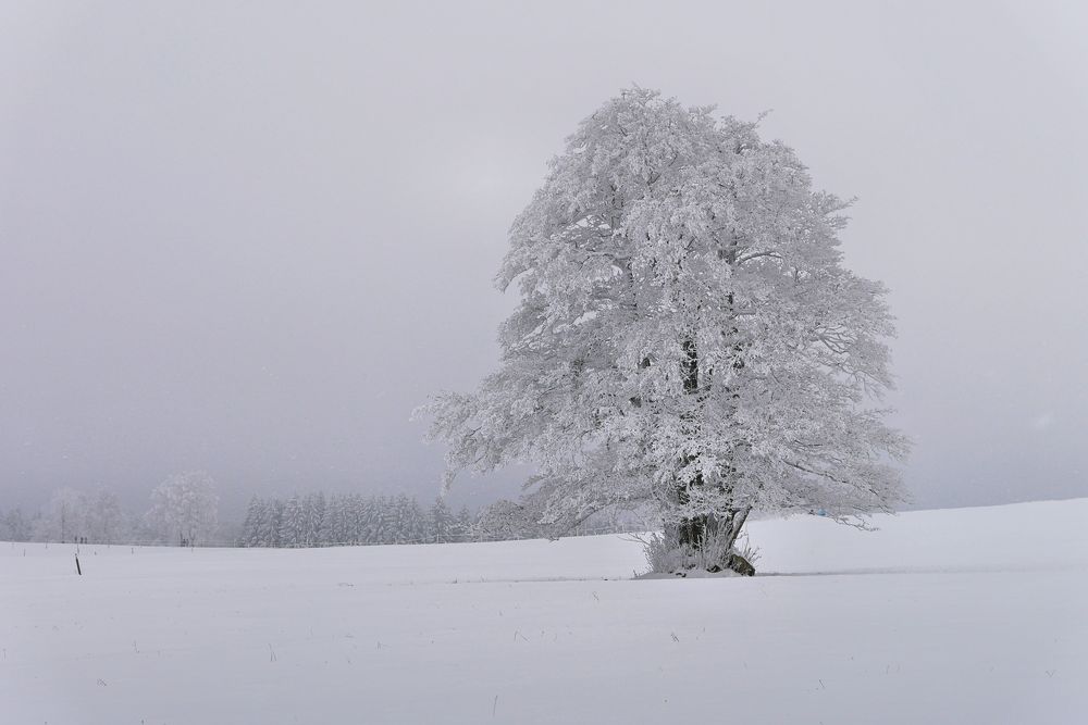 Rhönwinter