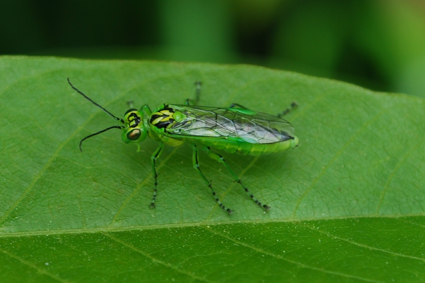 Rhogogaster Chlorosoma-Blattwespenart