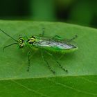 Rhogogaster Chlorosoma-Blattwespenart