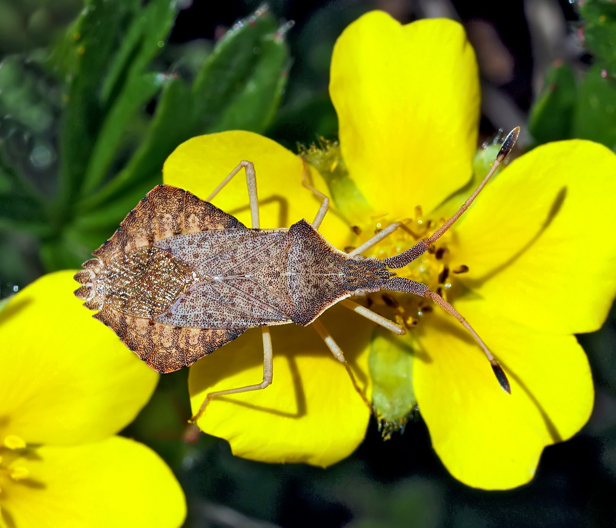 Rhombenwanze, auch Rautenwanze genannt (Syromastus rhombeus).