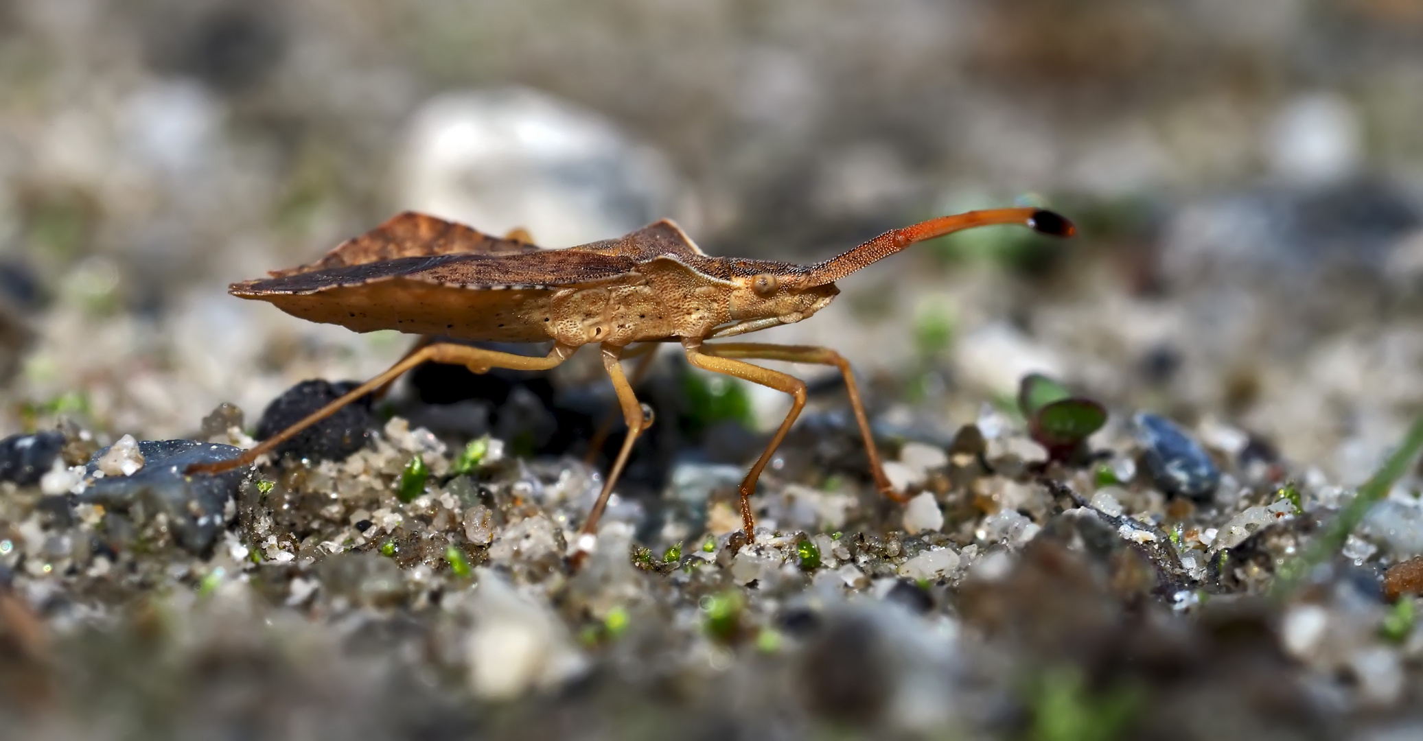 Rhombenwanze, auch Rautenwanze genannt (Syromastus rhombeus) - Une punaise en promenade!