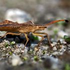 Rhombenwanze, auch Rautenwanze genannt (Syromastus rhombeus) - Une punaise en promenade!