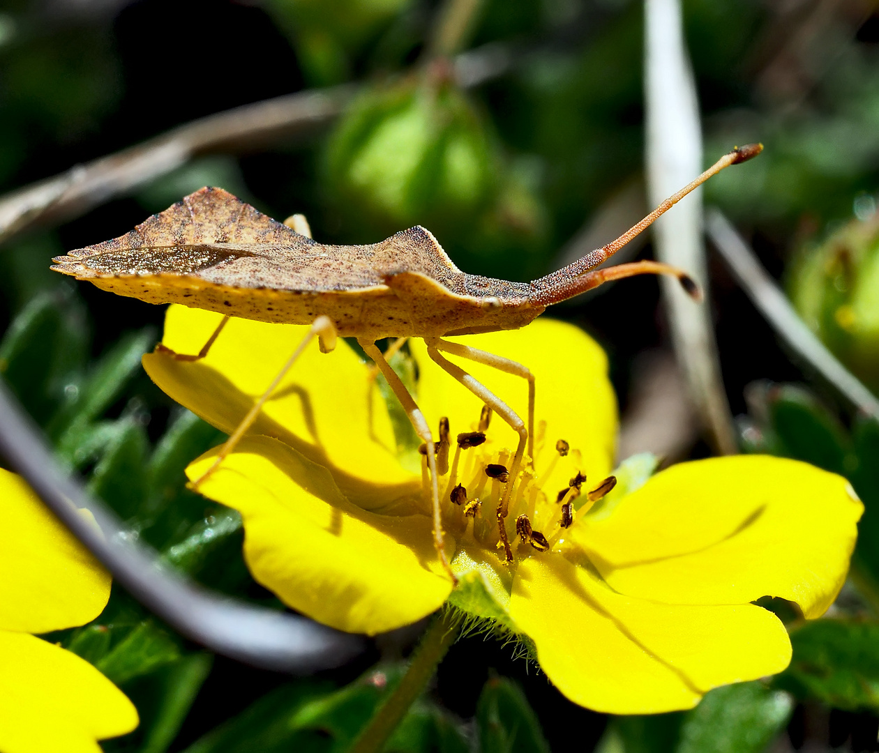 Rhombenwanze oder Rautenwanze (Syromastus rhombeus)