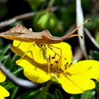 Rhombenwanze oder Rautenwanze (Syromastus rhombeus)