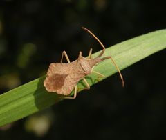 Rhombenwanze (Syromastes rhombeus)