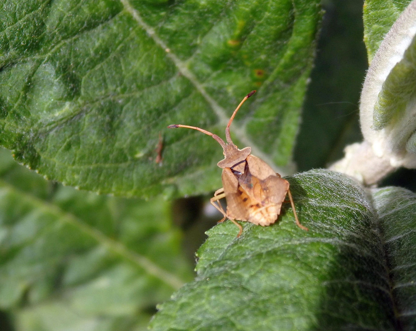 Rhombenwanze (Syromastus rhombeus)