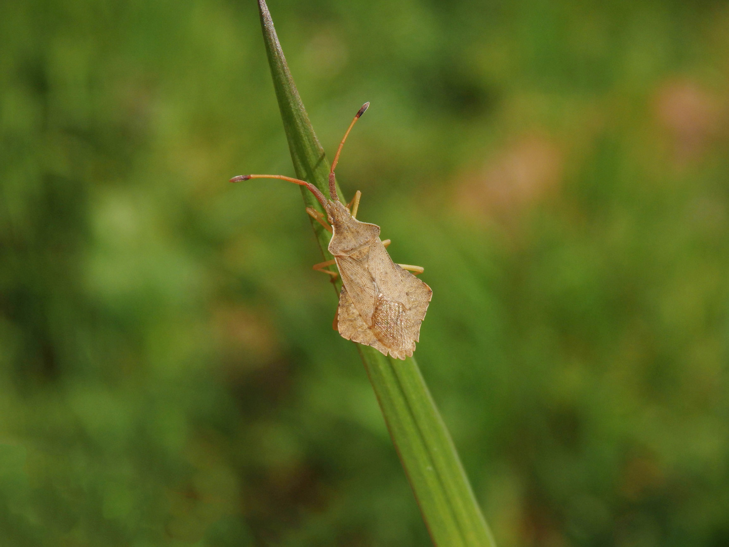 Rhombenwanze (Syromastus rhombeus)