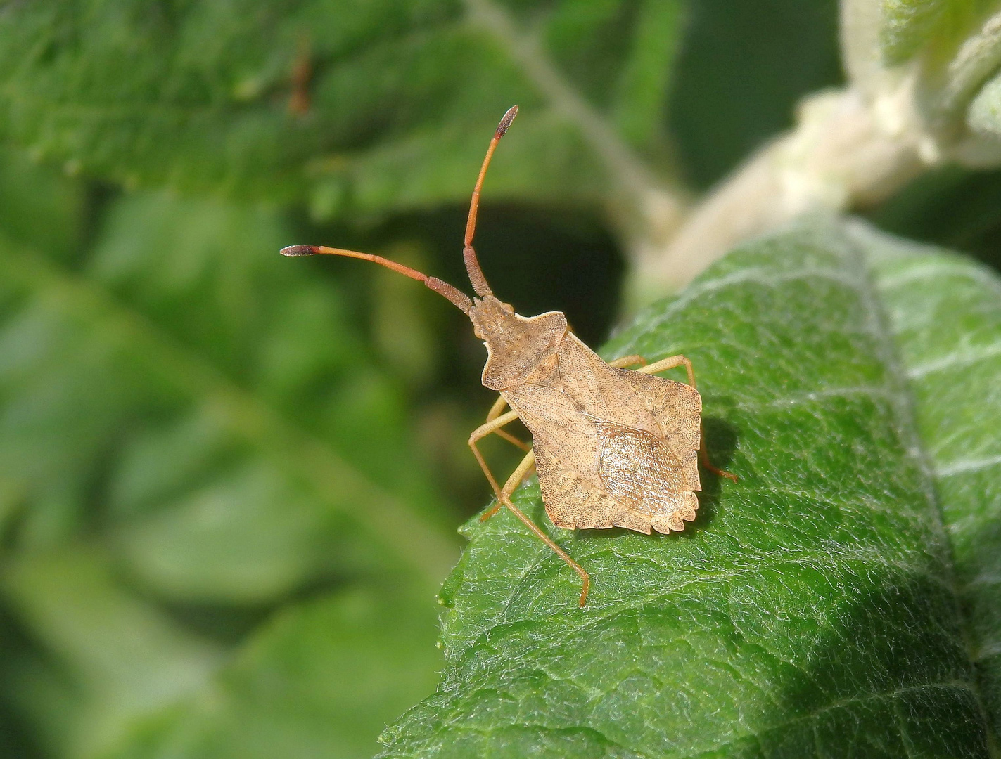 Rhombenwanze (Syromastus rhombeus)