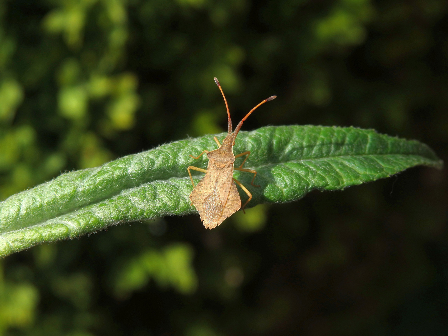 Rhombenwanze (Syromastus rhombeus)