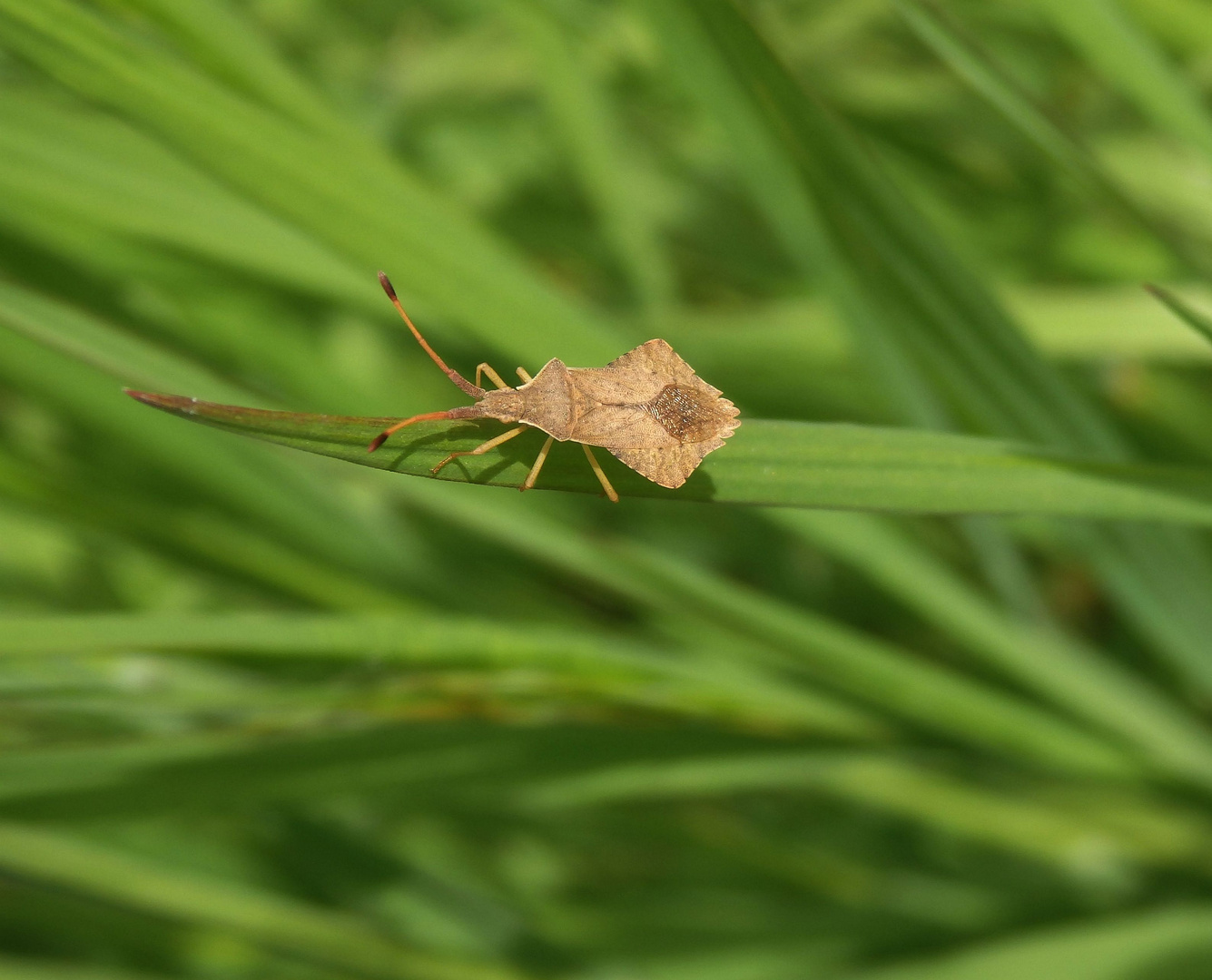 Rhombenwanze (Syromastus rhombeus)