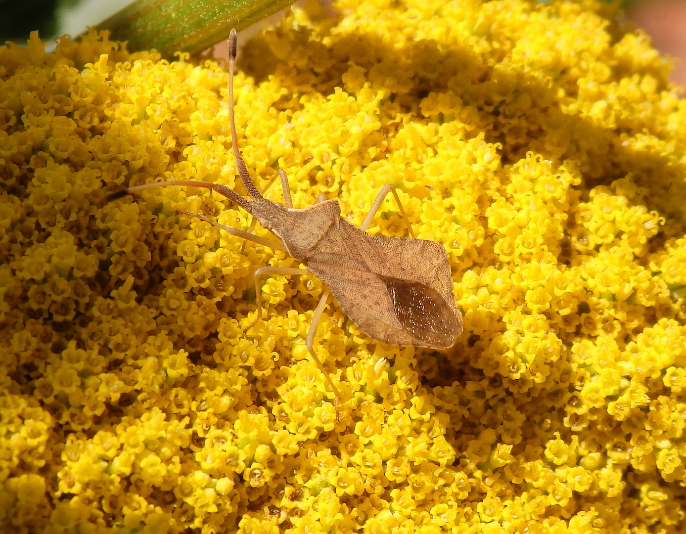 Rhombenwanze (Syromastus rhombeus) auf gelber Schafgarbe