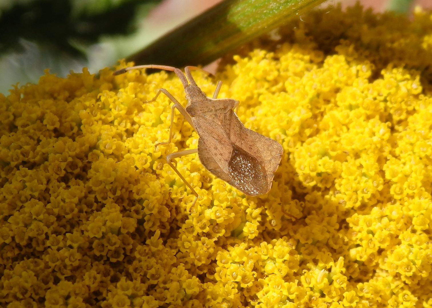 Rhombenwanze (Syromastus rhombeus) auf gelber Schafgarbe