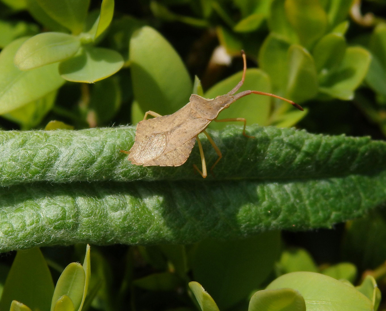 Rhombenwanze (Syromastus rhombeus)