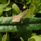 Rhombenwanze (Syromastus rhombeus)