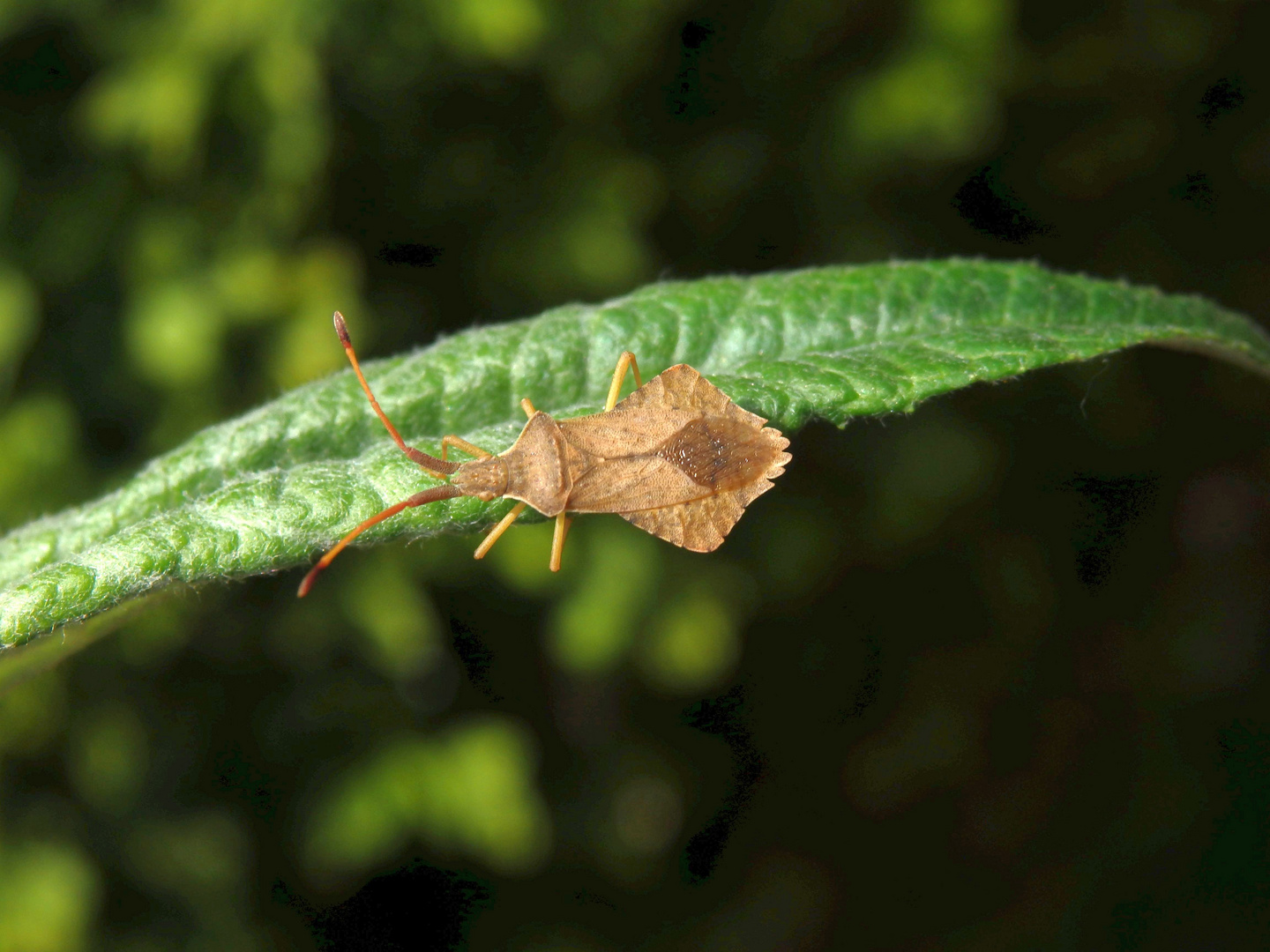 Rhombenwanze (Syromastus rhombeus)