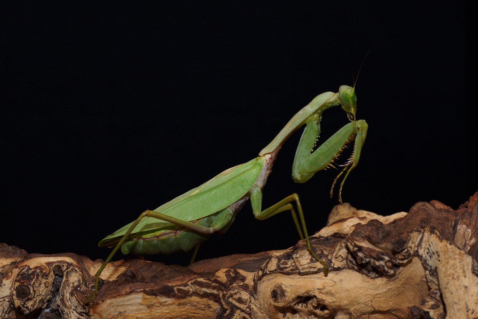 Rhombodera megaera - Riesen Schildmantis