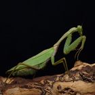 Rhombodera megaera - Riesen Schildmantis