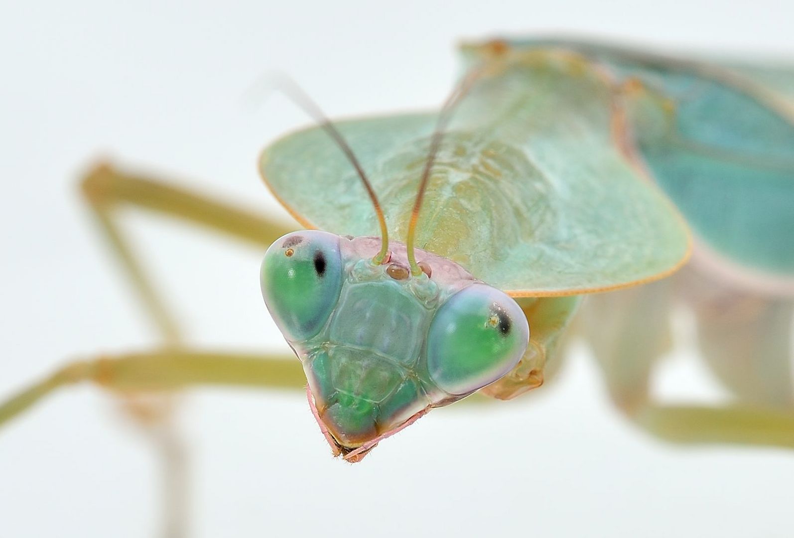 Rhombodera spec. Portrait