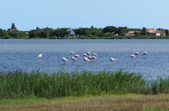 Rhone - Delta - Camargue