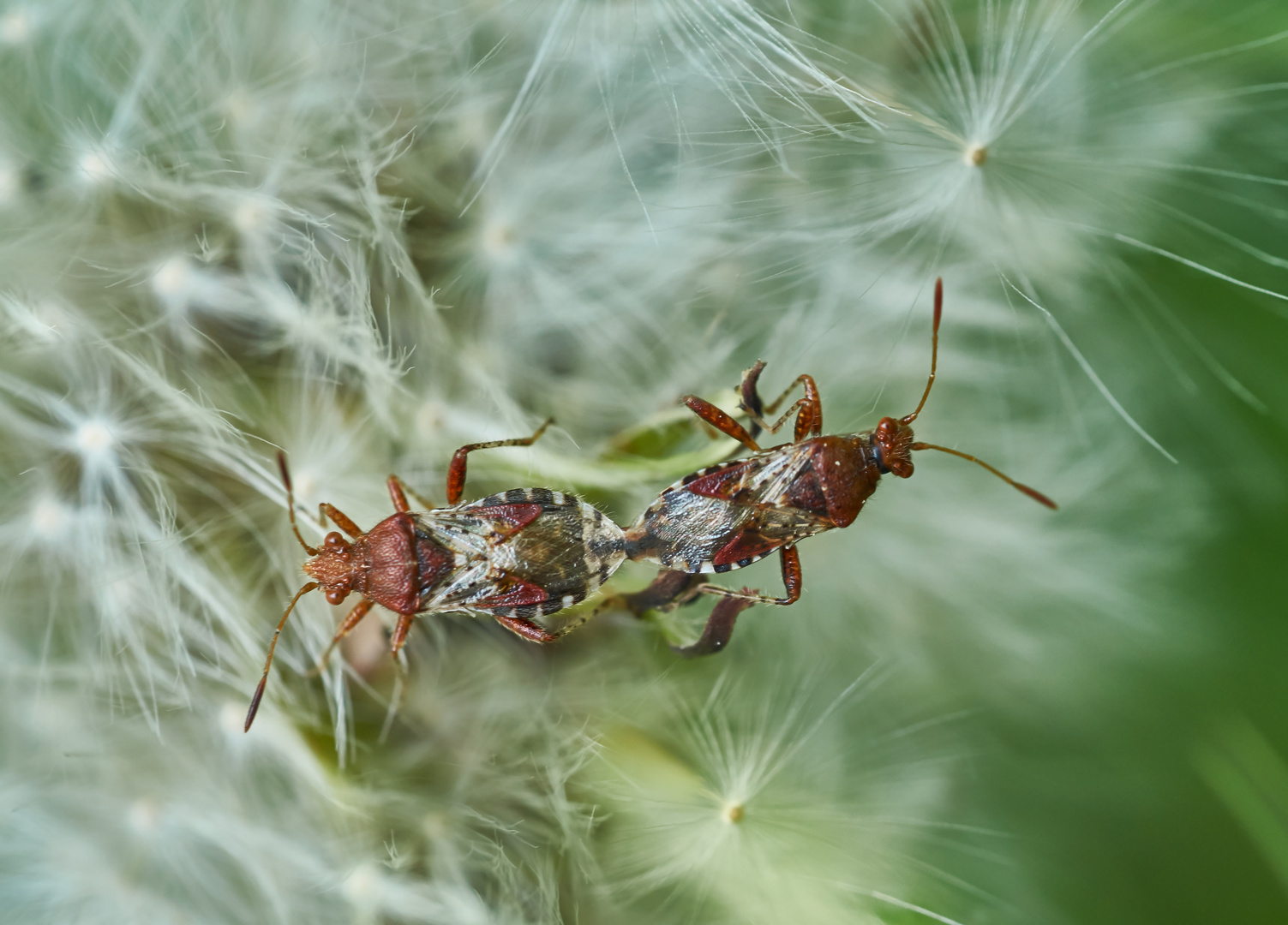 Rhopalus subrufus Pärchen