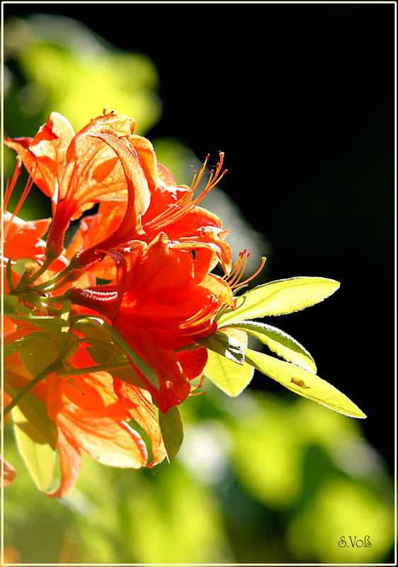 Rhotodendron orange