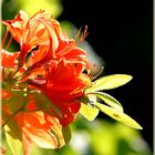 Rhotodendron orange