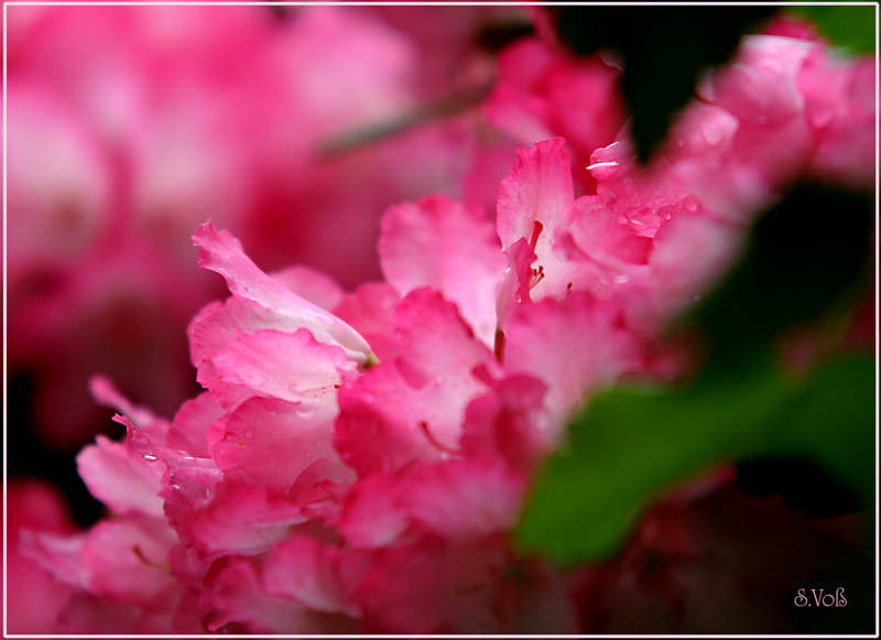 Rhotodendron rot