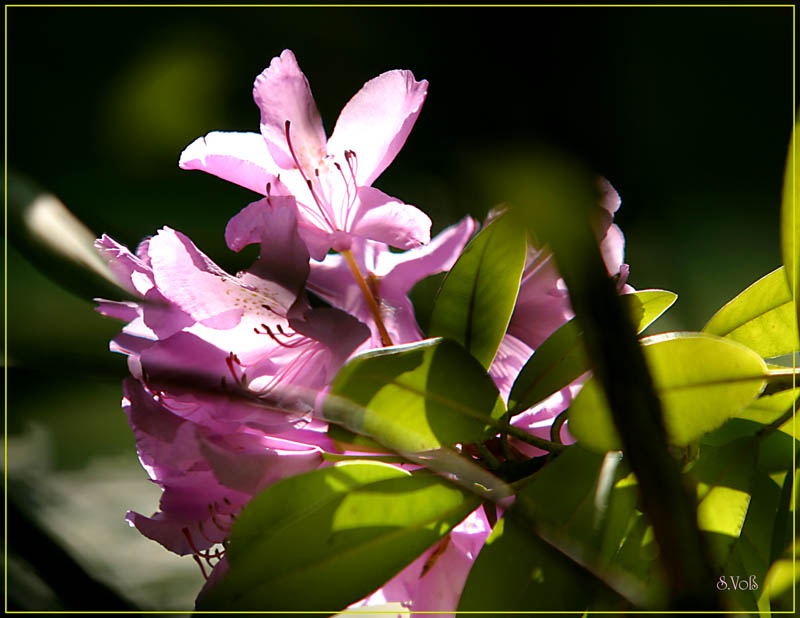 Rhotodendron violett