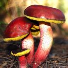 Rhubarb Bolete