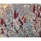 Rhus coriaria..