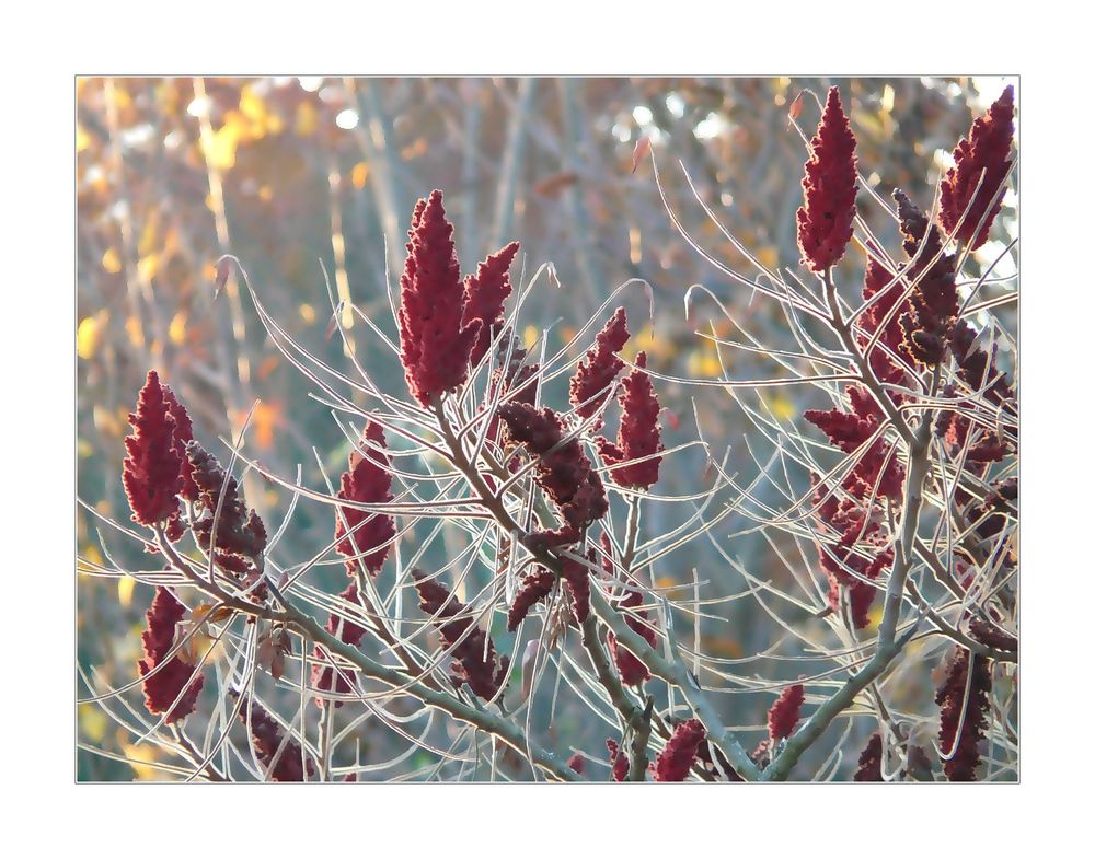 Rhus coriaria..