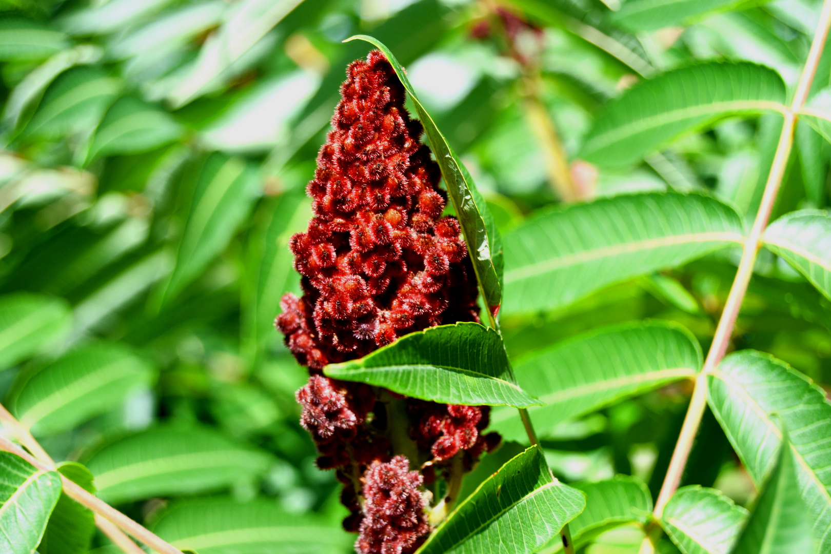 Rhus typhina