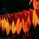 Rhus typhina - Essigbaum - Erfurt, Germany