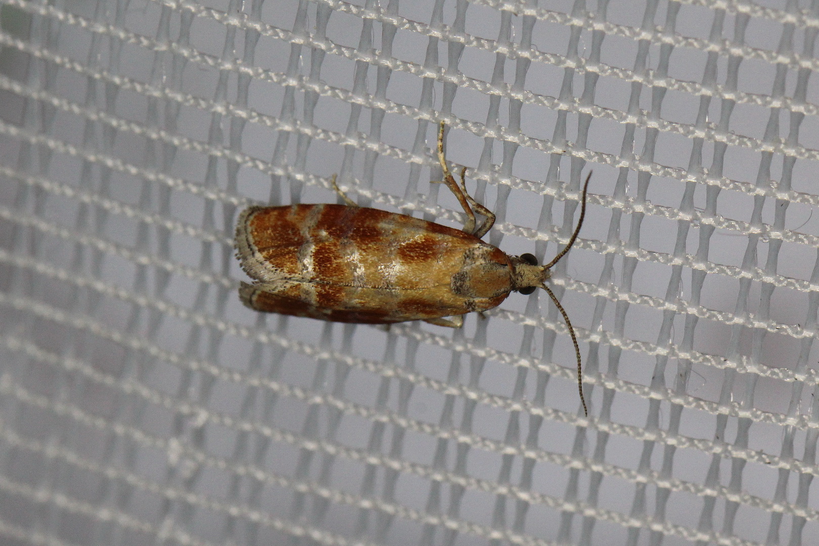 Rhyacionia buoliana