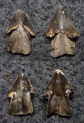 Rhyncholithen (Cephalopodenkiefer) aus der Kreidezeit - Rhynchoteuthis astieriana