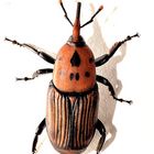 Rhynchophorus Ferrugineus - Lámina 1