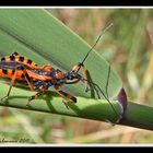 Rhynocoris iracundus ?