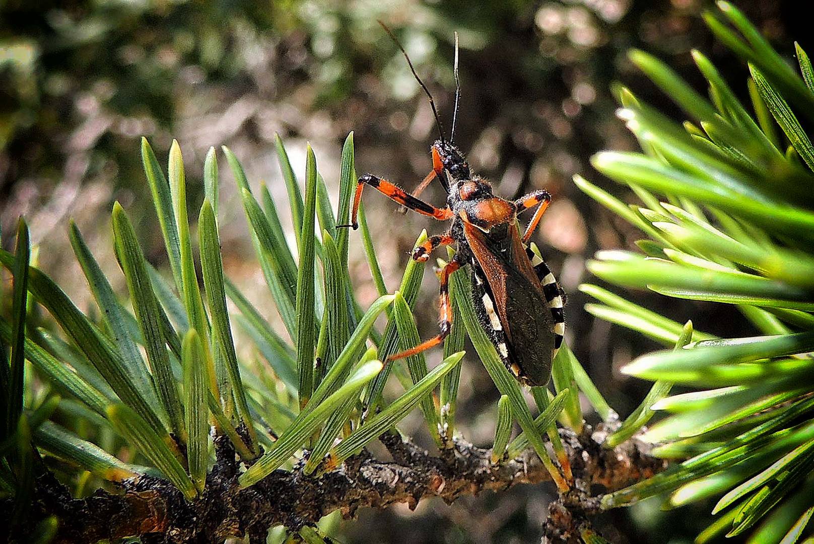 Rhynocoris punctiventris ou cuspidatus