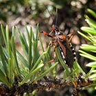 Rhynocoris punctiventris ou cuspidatus