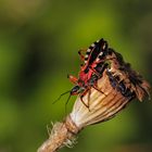 Rhynocoris punctiventris - räuberischer Immigrant