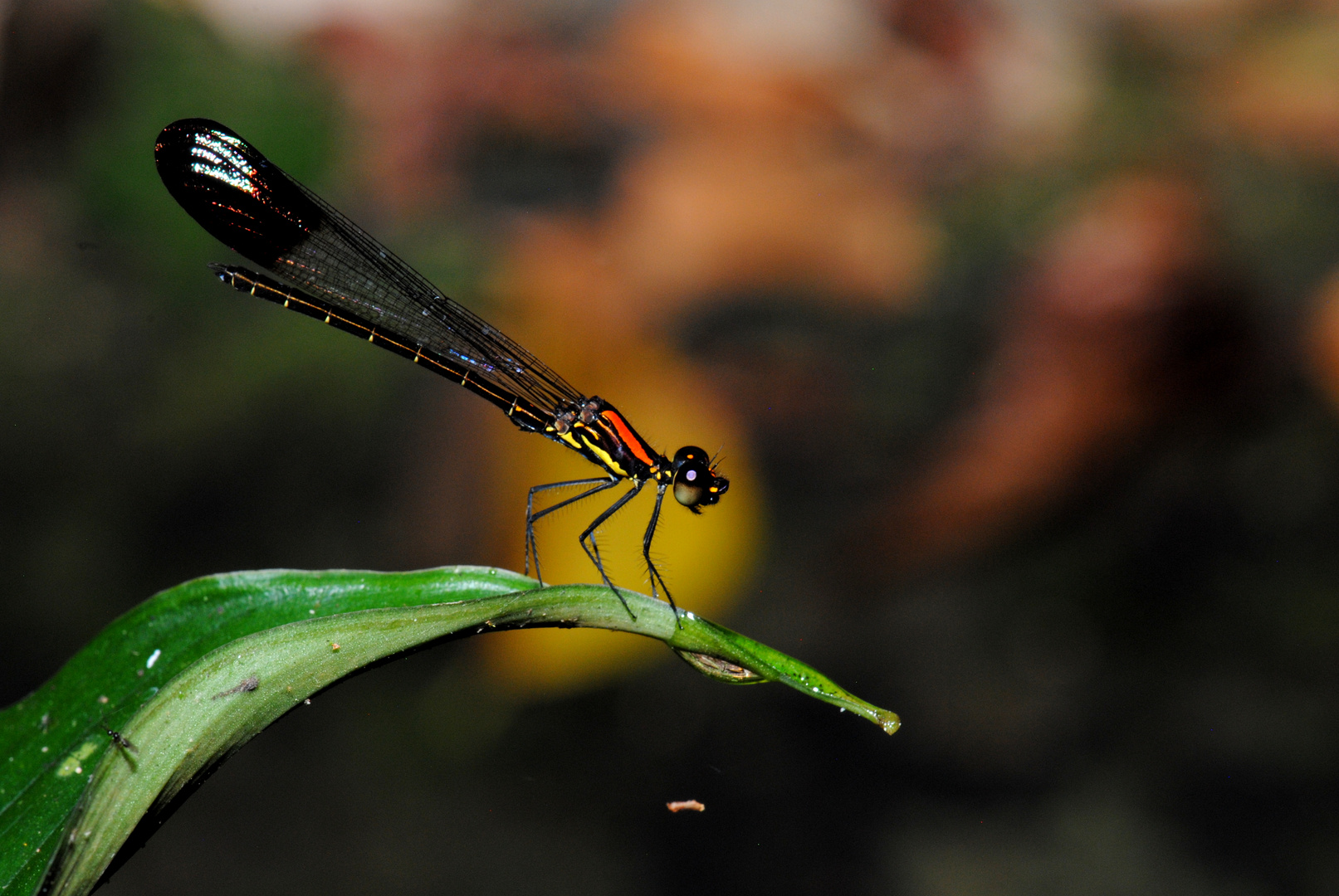 Rhynocypha seducta, m