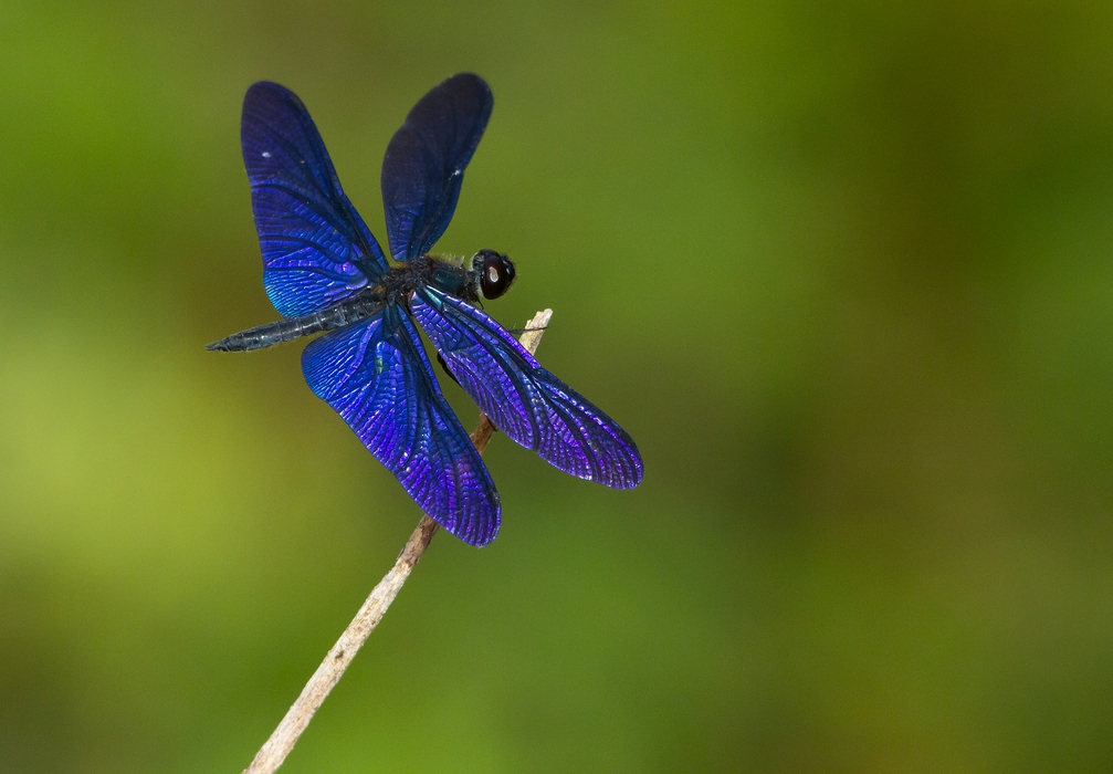 Rhyothemis