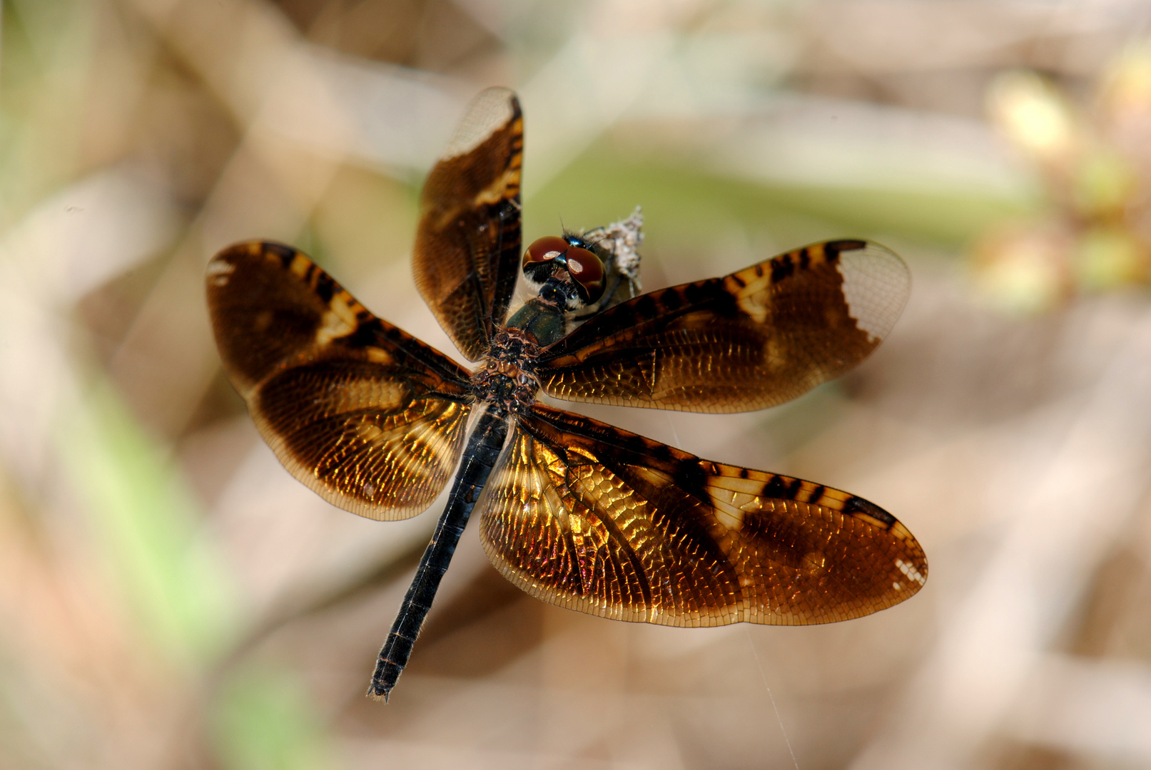 Rhyothemis obsolescens, m