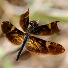 Rhyothemis obsolescens, m