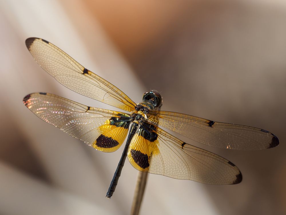 Rhyothemis phyllis