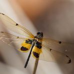 Rhyothemis phyllis