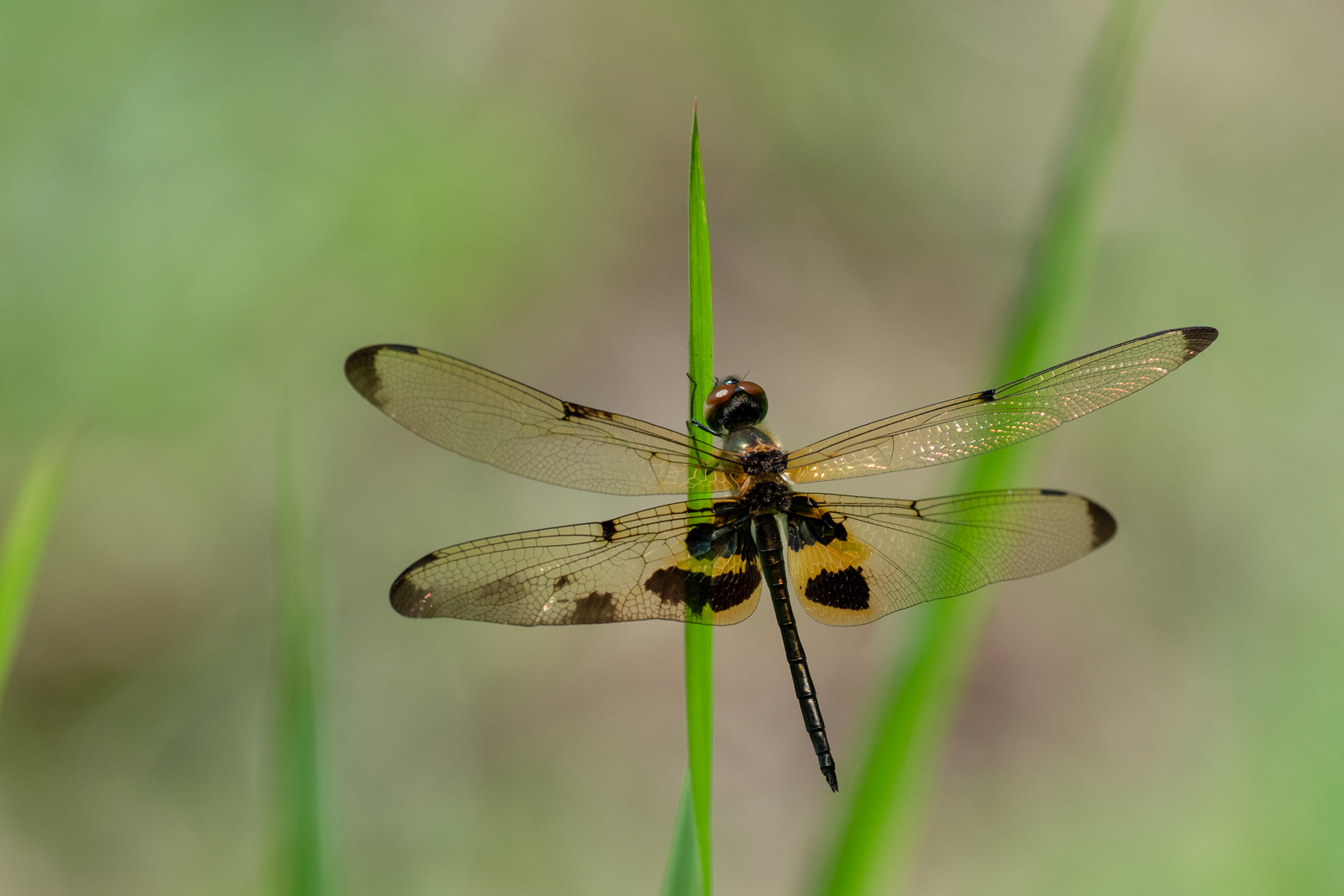 Rhyothemis phyllis Foto & Bild asia, thailand, tiere Bilder auf